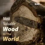 Latest 2026 Most Valuable Wood In The World
