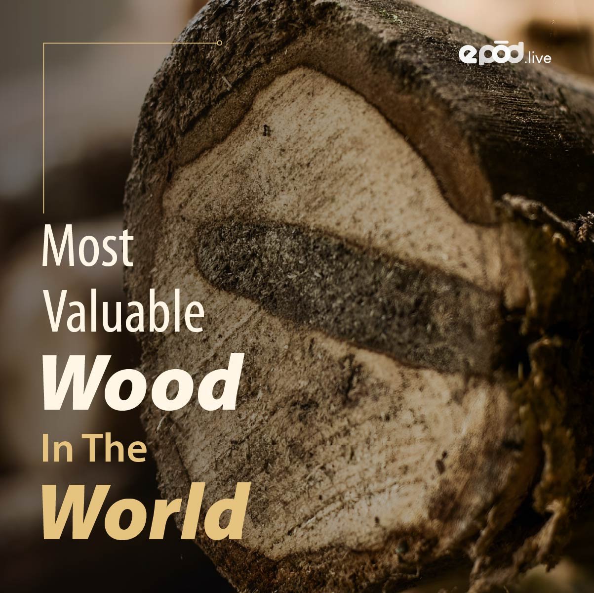 Most-Valuable-Wood-In-The-World